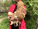 Maltipoo Red Yavrularım Sağlık Ve Irk Garantilidir