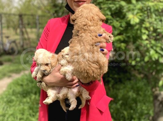 Maltipoo Red Yavrularım Sağlık Ve Irk Garantilidir görsel