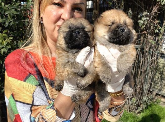 Irk garantili muh Çin aslanı chow chow Yavrularımız
