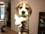 Beagle Yavrularım Sağlık Ve Irk Garantilidir
