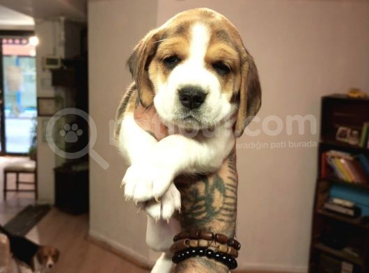 Beagle Yavrularım Sağlık Ve Irk Garantilidir görsel