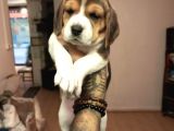 Beagle Yavrularım Sağlık Ve Irk Garantilidir