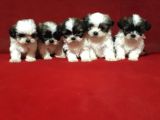 Orjinal shih tzu yavrular