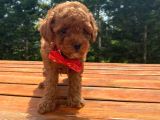 Irk Garantili Toy Poodle Yavrular