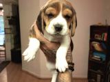 Beagle yavrularım sağlık ve ırk garantilidir