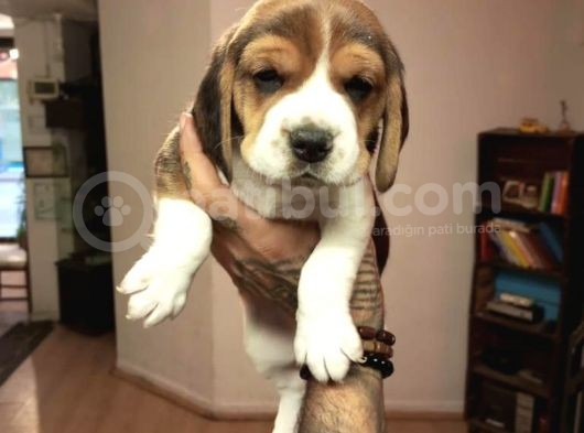 Beagle Yavrularım Sağlık Ve Irk Garantilidir