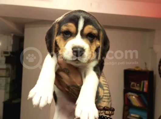 Beagle Yavrularım Sağlık Ve Irk Garantilidir görsel