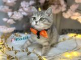 EŞSİZ BRİTİSH SHORTHAİR BLUE GOLDEN