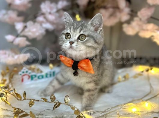Eşsi̇z Bri̇ti̇sh Shorthai̇r Blue Golden