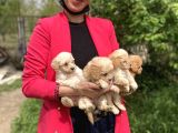 Maltipoo Red Yavrularım Sağlık Ve Irk Garantilidir