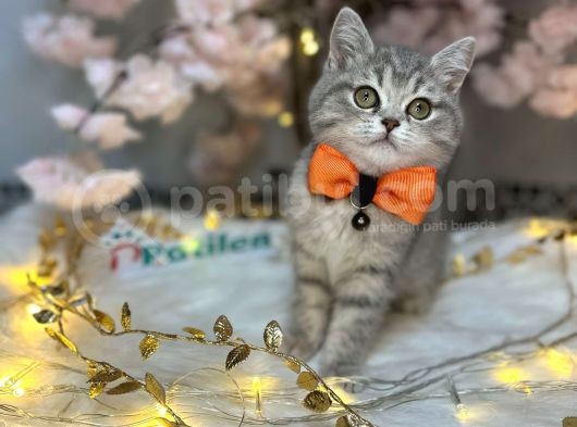 Eşsi̇z Bri̇ti̇sh Shorthai̇r Blue Golden görsel