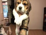 Beagle Yavrularım Sağlık Ve Irk Garantilidir