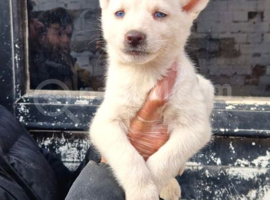 Mavi Gözlü Orjinal Husky/ Sibirya Yavrular görsel