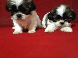 Orjinal Shih Tzu Yavrular