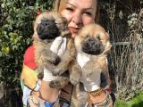 Irk Garantili Muh Çin Aslanı Chow Chow Yavrularımız