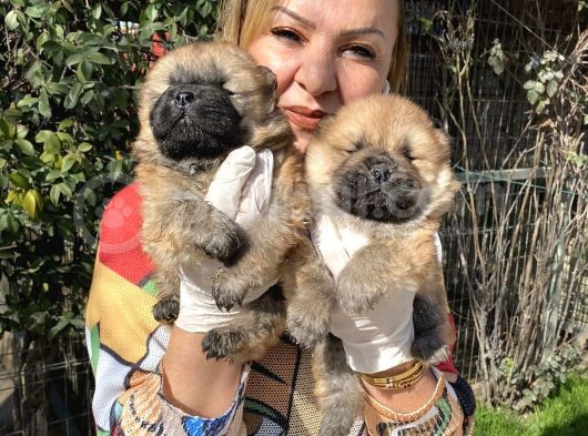 Irk Garantili Muh Çin Aslanı Chow Chow Yavrularımız görsel