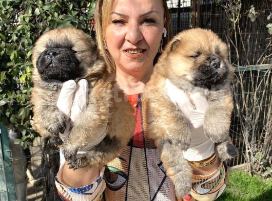Irk Garantili Muh Çin Aslanı Chow Chow Yavrularımız görsel