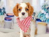 Evinizin yeni neşesi cavalier king charles yavruları