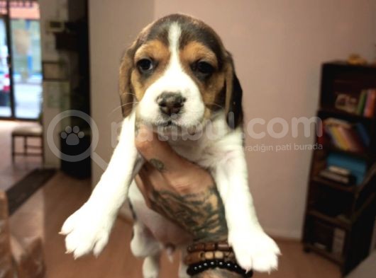 Beagle Yavrularım Sağlık Ve Irk Garantilidir görsel