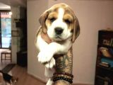 Beagle Yavrularım Sağlık Ve Irk Garantilidir