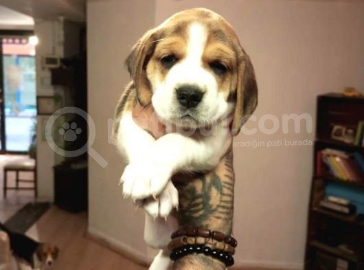 Beagle Yavrularım Sağlık Ve Irk Garantilidir görsel