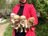 Maltipoo Red Yavrularım Sağlık Ve Irk Garantilidir