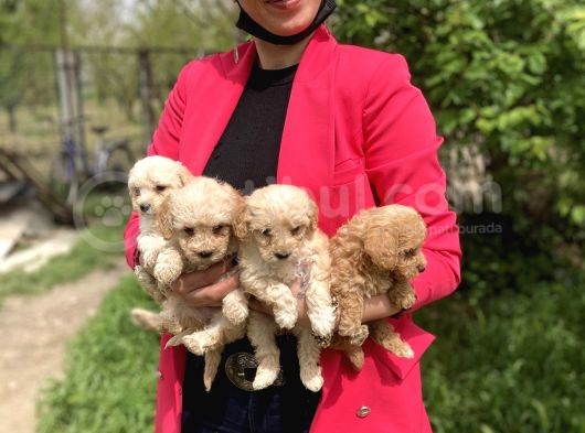 Maltipoo Red Yavrularım Sağlık Ve Irk Garantilidir görsel