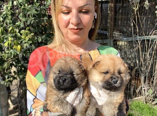 Irk Garantili Muh Çin Aslanı Chow Chow Yavrularımız görsel