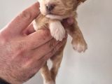 Orjinal Maltipoo Yavrularımız