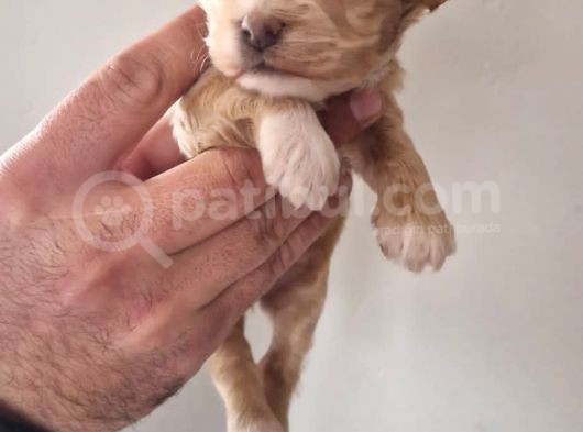 Orjinal Maltipoo Yavrularımız görsel