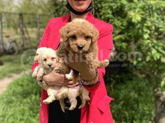 Maltipoo Red Yavrularım Sağlık Ve Irk Garantilidir görsel