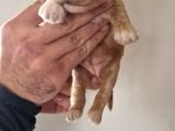 Orjinal Maltipoo Yavrularımız