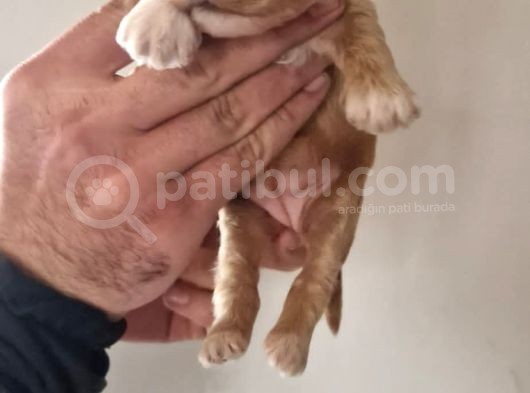 Orjinal Maltipoo Yavrularımız görsel