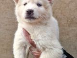 Mavi Gözlü Orjinal Husky/ Sibirya Yavrular