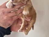 Orjinal Maltipoo Yavrularımız
