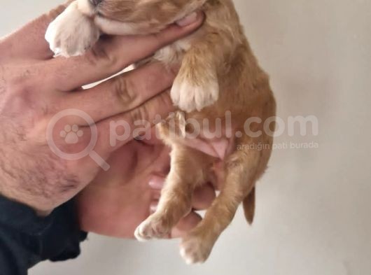 Orjinal Maltipoo Yavrularımız görsel
