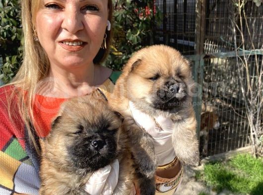 Irk Garantili Muh Çin Aslanı Chow Chow Yavrularımız görsel