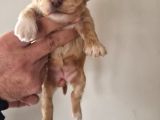 Orjinal maltipoo yavrularımız