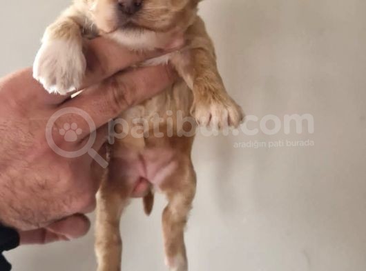 Orjinal Maltipoo Yavrularımız