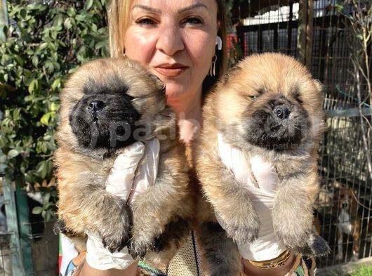 Irk Garantili Muh Çin Aslanı Chow Chow Yavrularımız görsel