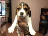 Beagle Yavrularım Sağlık Ve Irk Garantilidir