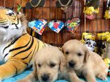 Golden Retri̇ever Küt Burun Irk Garanti̇li̇