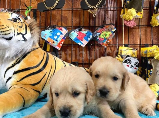 Golden Retri̇ever Küt Burun Irk Garanti̇li̇ görsel