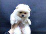 Kendi Yavrumun Bebeği, Anne Altından Teslim Pomeranian BOO yavrum