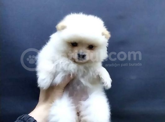 Kendi Yavrumun Bebeği, Anne Altından Teslim Pomeranian Boo Yavrum
