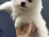 Kendi Yavrumun Bebeği, Anne Altından Teslim Pomeranian Boo Yavrum