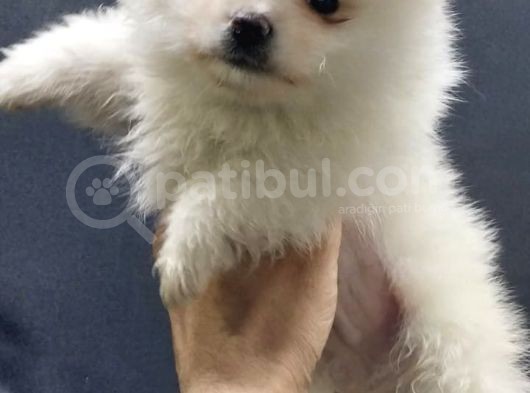 Kendi Yavrumun Bebeği, Anne Altından Teslim Pomeranian Boo Yavrum görsel