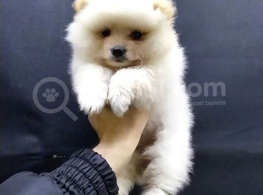 Kendi Yavrumun Bebeği, Anne Altından Teslim Pomeranian Boo Yavrum görsel