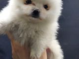 Kendi Yavrumun Bebeği, Anne Altından Teslim Pomeranian Boo Yavrum