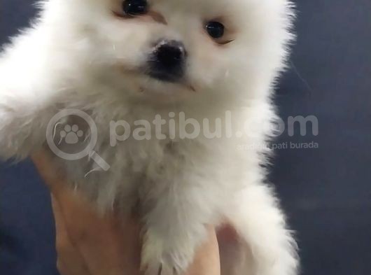 Kendi Yavrumun Bebeği, Anne Altından Teslim Pomeranian Boo Yavrum görsel
